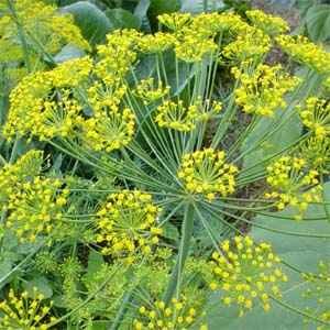 dill for weight loss