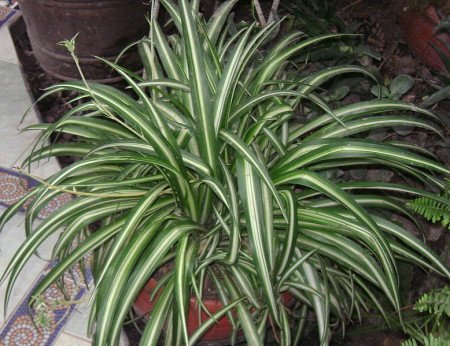 Chlorophytum comosum spider plant