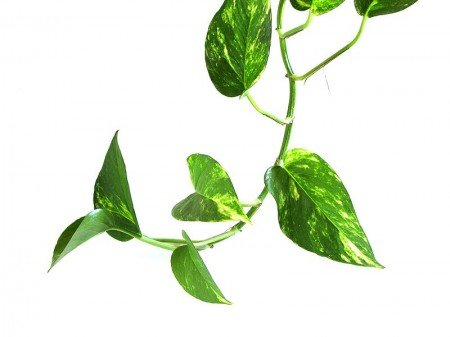 Epipremnum aureum