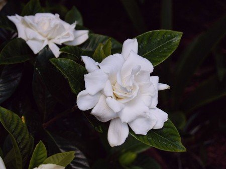 Gardenia augusta