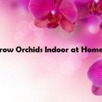 How to Grow Orchids Indoor at Home