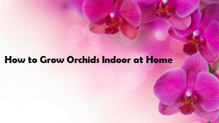 How to Grow Orchids Indoor at Home