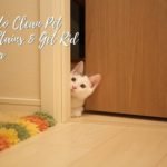 Pet Urine Stains Cleaning & Odor removal Home Remedies & Products